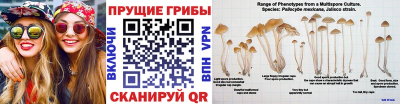 Галлюциногенные грибы MAGIC MUSHROOMS цены наркотик Псков